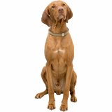 Hundehalsbnd Trixie BE NORDIC Sand M 45 cm #3