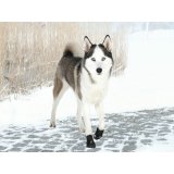 Stvler Trixie 19465 Sort L #3