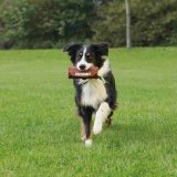 Legetj til hunde Trixie Brun Kanvas  8  20 CM #4