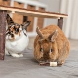 Trningslegetj Trixie Tr Tang 10  3 CM (2 enheder) #2