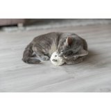 Legetj til katte Trixie Bjrn #7