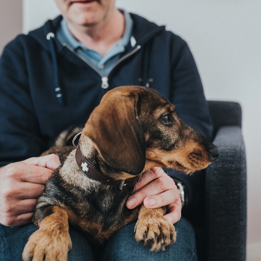 Hundehalsbnd Hunter Swiss Brun Sort M 55 cm #5