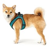 Hundesele Hunter Hilo-Comfort Turkisbl XS/S (37-42 cm) #2