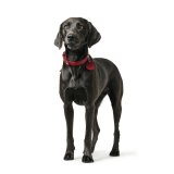 Hundehalsbnd Hunter Aalborg Rd S/M 37-43 cm #4