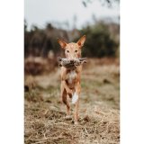 Plush legetj til hunde Hunter Beige 100 % Genbrug Rv #4