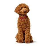 Hundehalsbnd Hunter Love M/L 47-54 cm Rd #6