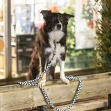 Trningshalsbnd Trixie Cavo Grafit Azul Ocano M/L 43-51 cm #4