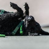 Trningshalsbnd Trixie Cavo Grafit Azul Ocano M/L 43-51 cm #6