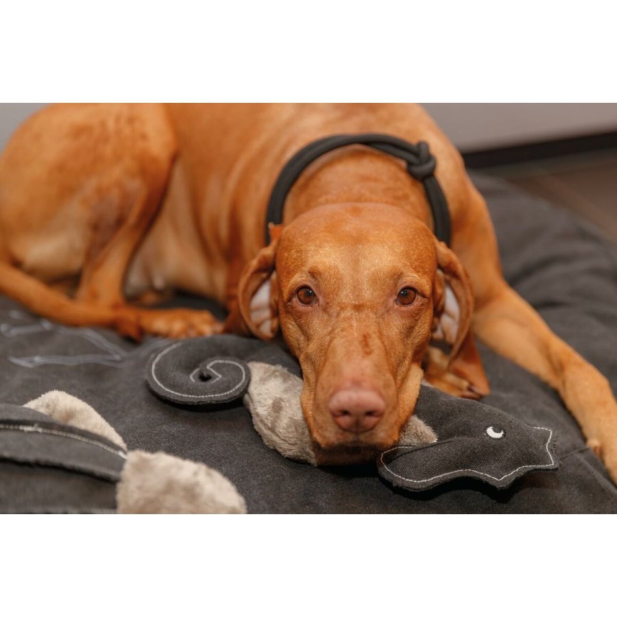 Hundetrning kraver Trixie Be Nordic Sort Sand S/M 40 cm #4