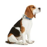 Hundehalsbnd Hunter VARIO BASIC Bl XL 45-65 cm #2