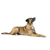 Hundehalsbnd Hunter Malia Beige 12 40-49 cm #4