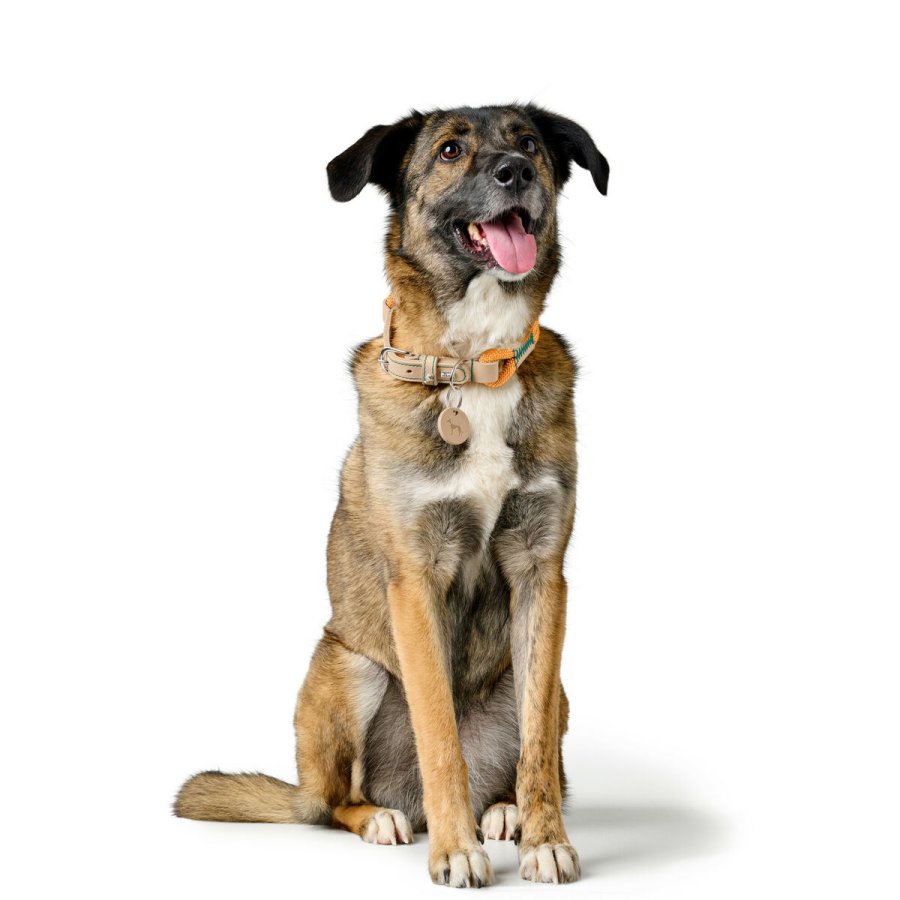 Hundehalsbnd Hunter Malia Orange L 50-59 cm #3