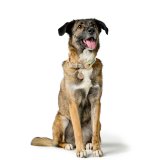 Hundehalsbnd Hunter Malia Grn S/M 35-44 cm #5