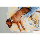 Hundehalsbnd Hunter Malia Bl L 50-59 cm #6