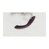 Vibrator Womanizer WOM170-AUBERGINE #13