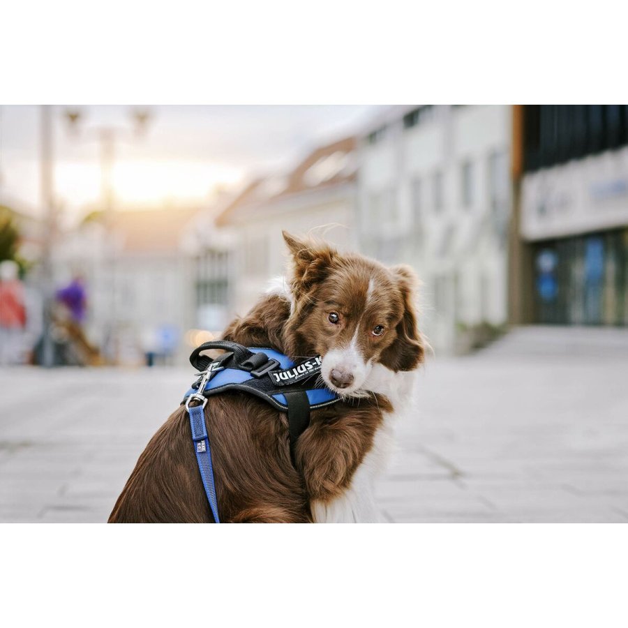 Mrkater til sele Julius K9 DON'T TOUCH S Hvid Sort (2 enheder) #2