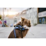 Mrkater til sele Julius K9 151698 L 2 enheder #4