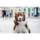 Mrkater til sele Julius K9 151698 L 2 enheder #6