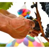 R�dvin Campo Viejo 1,2 kg #5