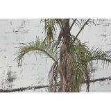 Vgspejl Home ESPRIT Grn Gylden Kolonistil 60 x 4 x 120 cm #3