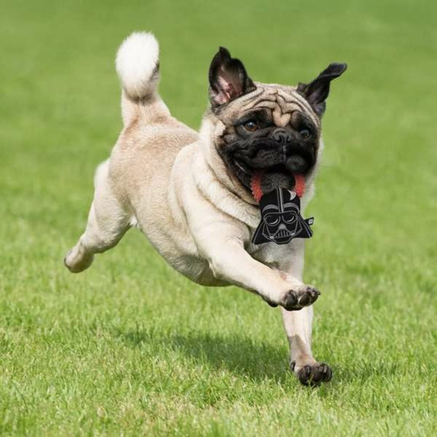 Legetj til hunde Star Wars Sort #4