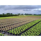 Afdkningsnet Faura Sort #2