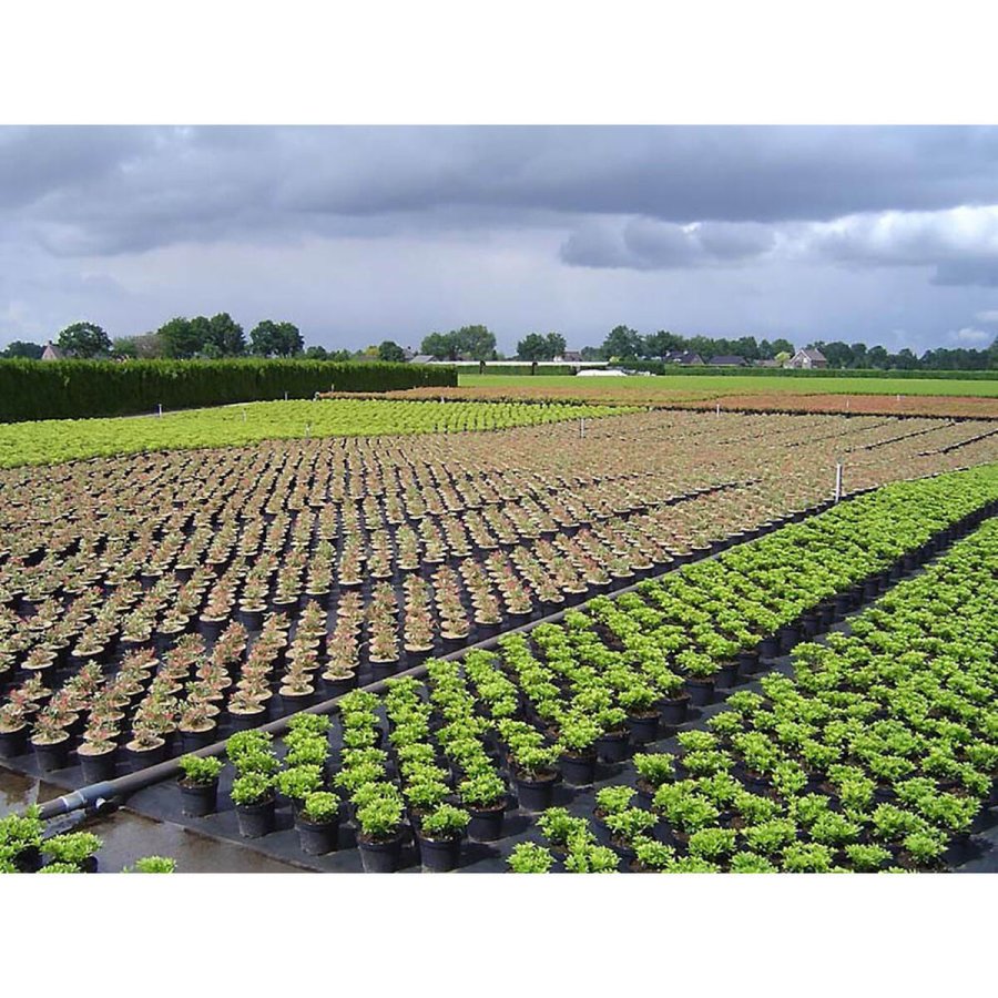 Afdkningsnet Faura Sort #2