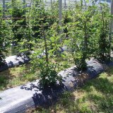 Afdkningsnet Faura Sort 1 x 100 m #2