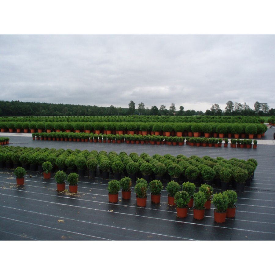 Afdkningsnet Faura Grn #2