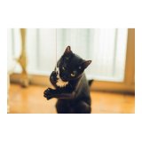 Sukkerrr til katte Gloria Gaud Tr Pomponer (6 cm) #3