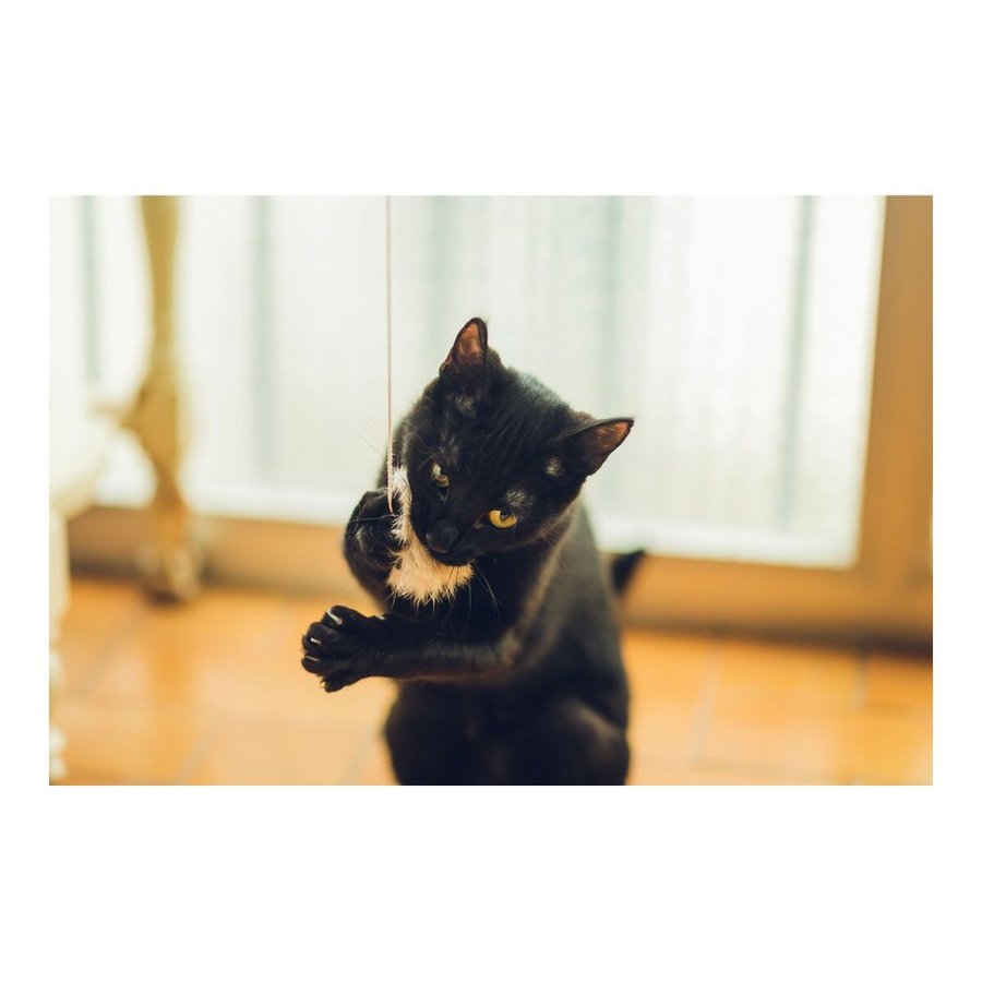 Sukkerrr til katte Gloria Gaud Tr Pomponer (6 cm) #3