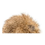 Sukkerrr til katte Gloria Rogers Pomponer (12 cm) #5