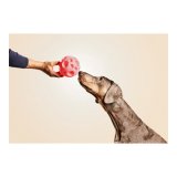 Legetj til hunde Gloria Beholder Slik Gummi (12 cm) #2