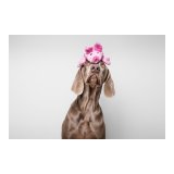 Legetj til hunde Gloria Dogmonsters Pink Gris 34 x 9 cm #2