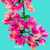 Sengetj st Bugnavilla Pantone #3