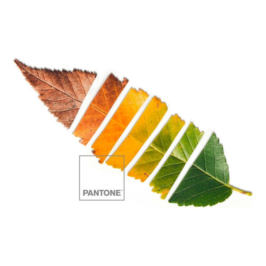 Nordisk cover Leaf Pantone #3
