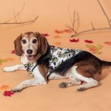 Hundefrakke The Mandalorian XS #5