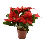 Dekorativ plante Lifetime Rd Julestjerne  27 cm #1