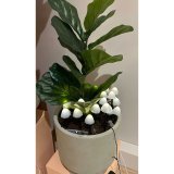 Dekorativt lys til planter Lumineo 491762 Hvid Mini Champignon (20 enheder) #2