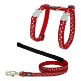 Cat sele Red Dingo Style Rd Stjerne Hvid Strop #1