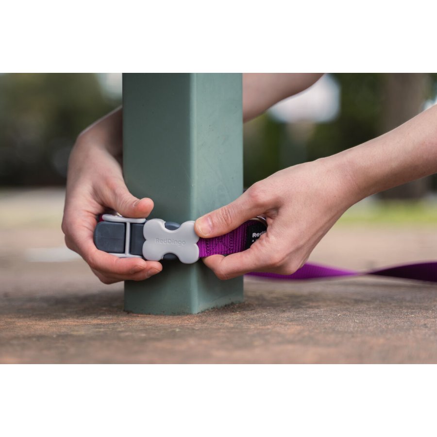 Hundebly Red Dingo Sort #2