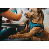 Hundesele Hunter Sort 37-42 cm Antracit XS/S #2