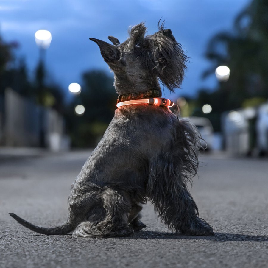 LED krave til k�ledyr Petlux InnovaGoods #1