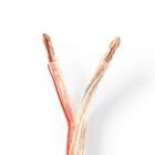 H�jtaler Kabel | 2 x 6.00 mm� | CCA | 25.0 m | Runde | PVC | Gennemsigtig | Folie #1